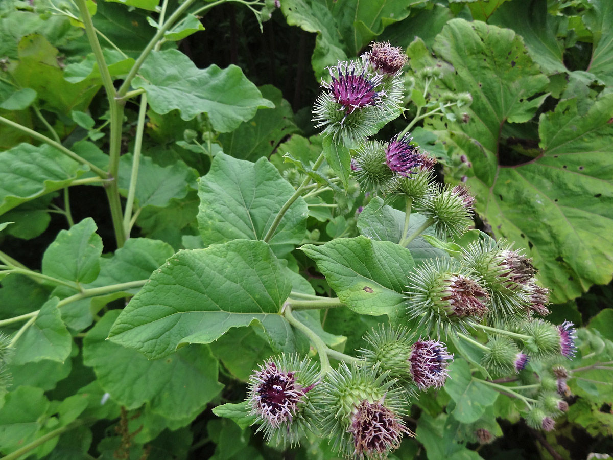 Изображение особи Arctium &times; ambiguum.