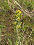 Rorippa barbareifolia