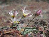 Tulipa biflora