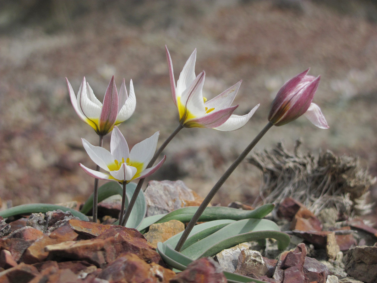 Image of Tulipa biflora specimen.