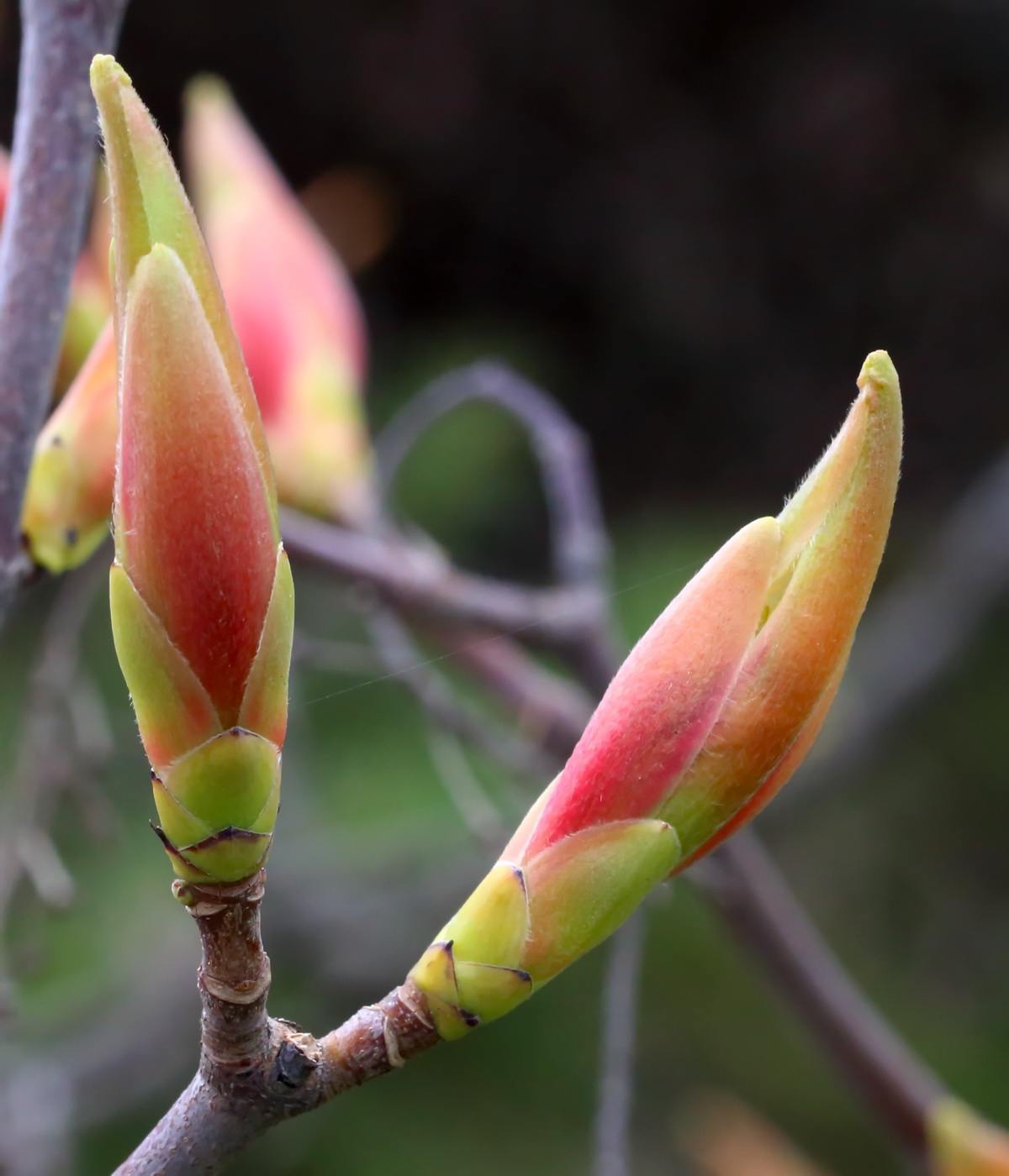 Изображение особи Acer pseudoplatanus.