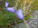 Campanula rotundifolia. Верхушки цветущих растений в сообществе с Festuca sp. и другими злаками. Республика Карелия, территория Ботанического сада Беломорской Биологической станции Московского Государственного Университета. Склон скального обнажения, расщелина между скалами. 30.07.2017.