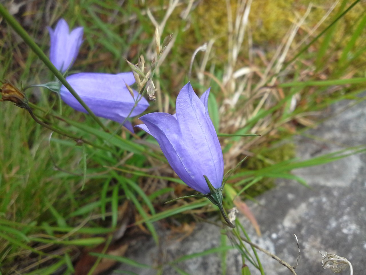 Image of Campanula rotundifolia specimen.