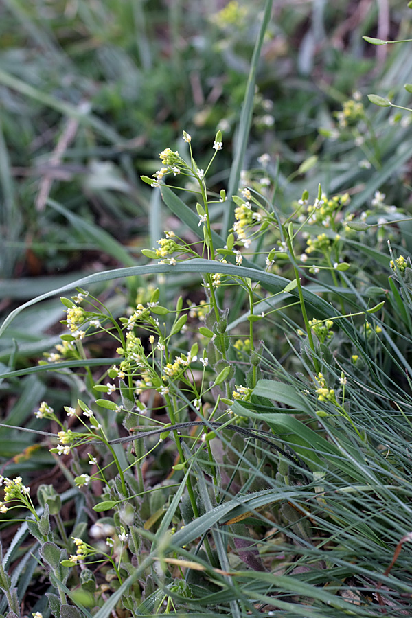 Image of Draba nemorosa specimen.