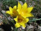 Tulipa brachystemon