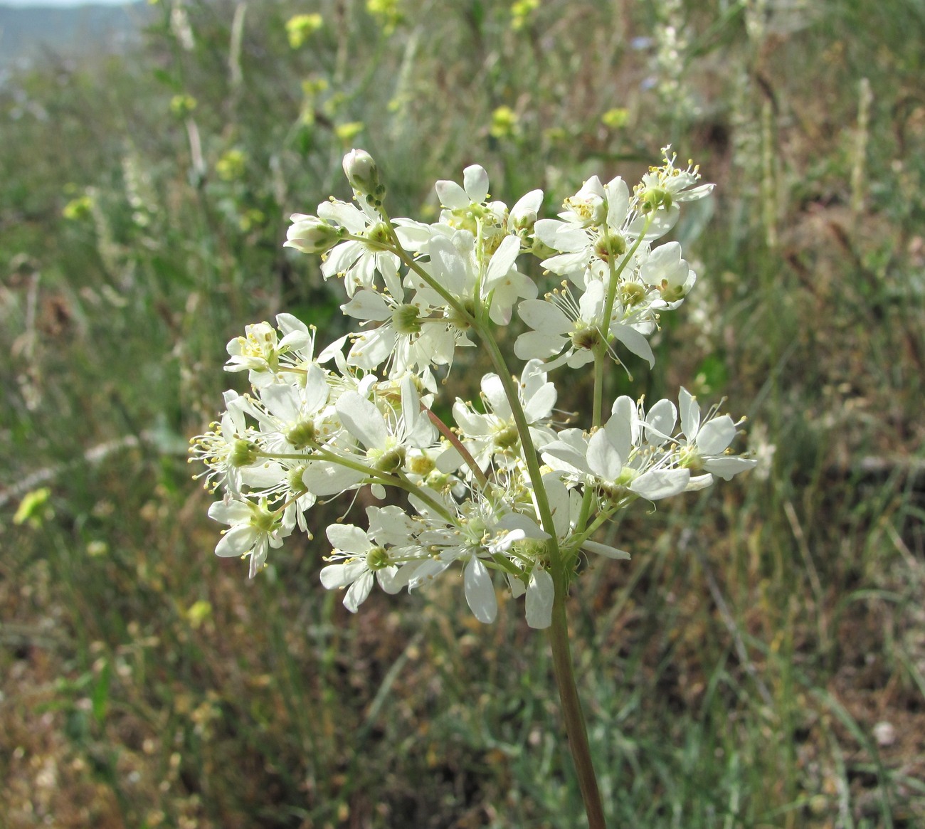 Изображение особи Filipendula vulgaris.