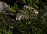 Spiraea &times; cinerea