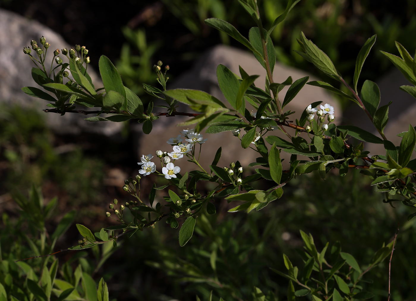 Изображение особи Spiraea &times; cinerea.