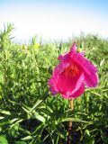 Paeonia intermedia