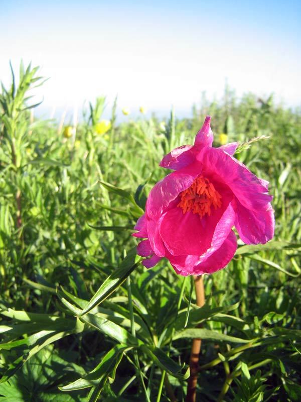 Изображение особи Paeonia intermedia.