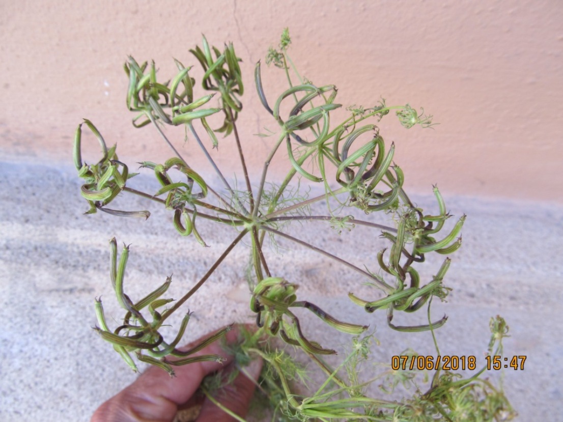 Image of Grammosciadium platycarpum specimen.