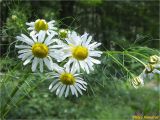 Tripleurospermum inodorum. Верхушка растения с соцветиями. Украина, Ивано-Франковская обл., Болеховский горсовет, Поляницкий региональный ландшафтный парк, урочище \"Скалы\", возле дороги. 03.06.2018.