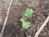 Brassica oleracea variety viridis