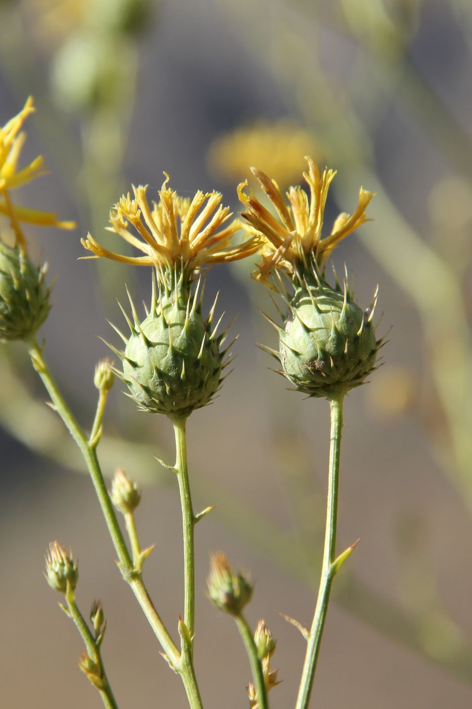 Изображение особи Cousinia aurea.