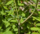 Thalictrum aquilegiifolium