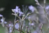 Valeriana alternifolia