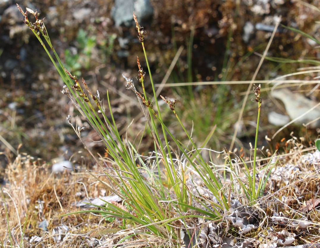 Изображение особи Carex glacialis.