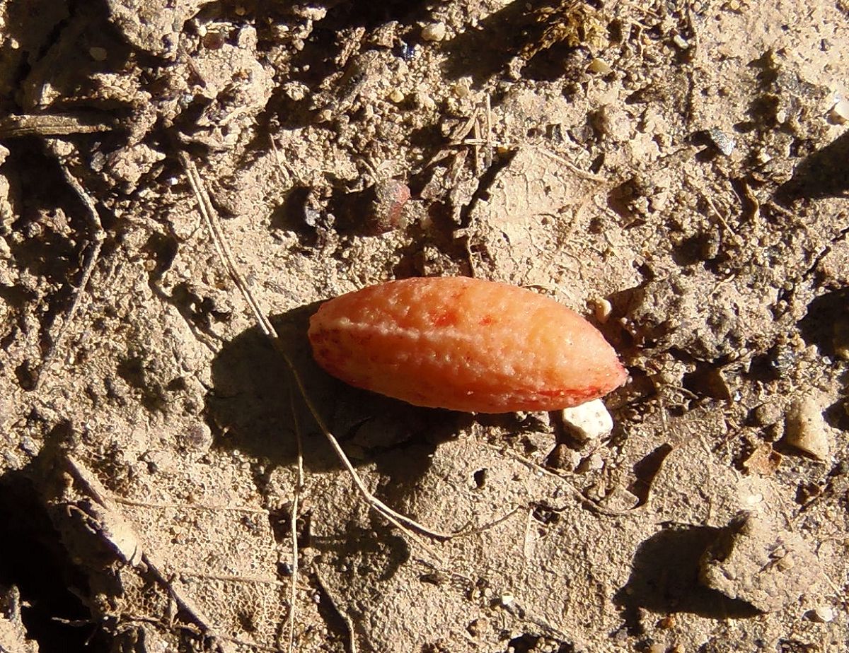 Image of Cornus mas specimen.