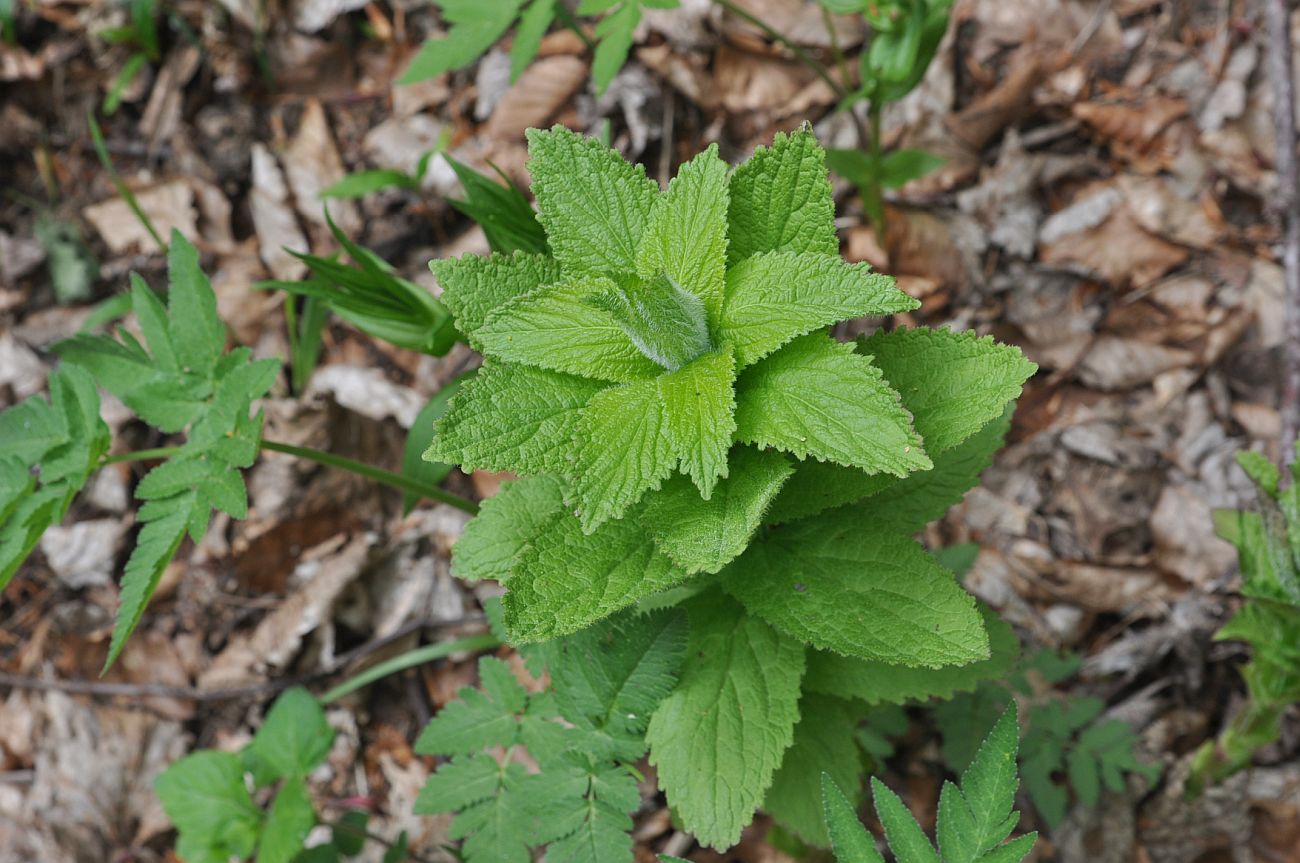 Image of genus Campanula specimen.