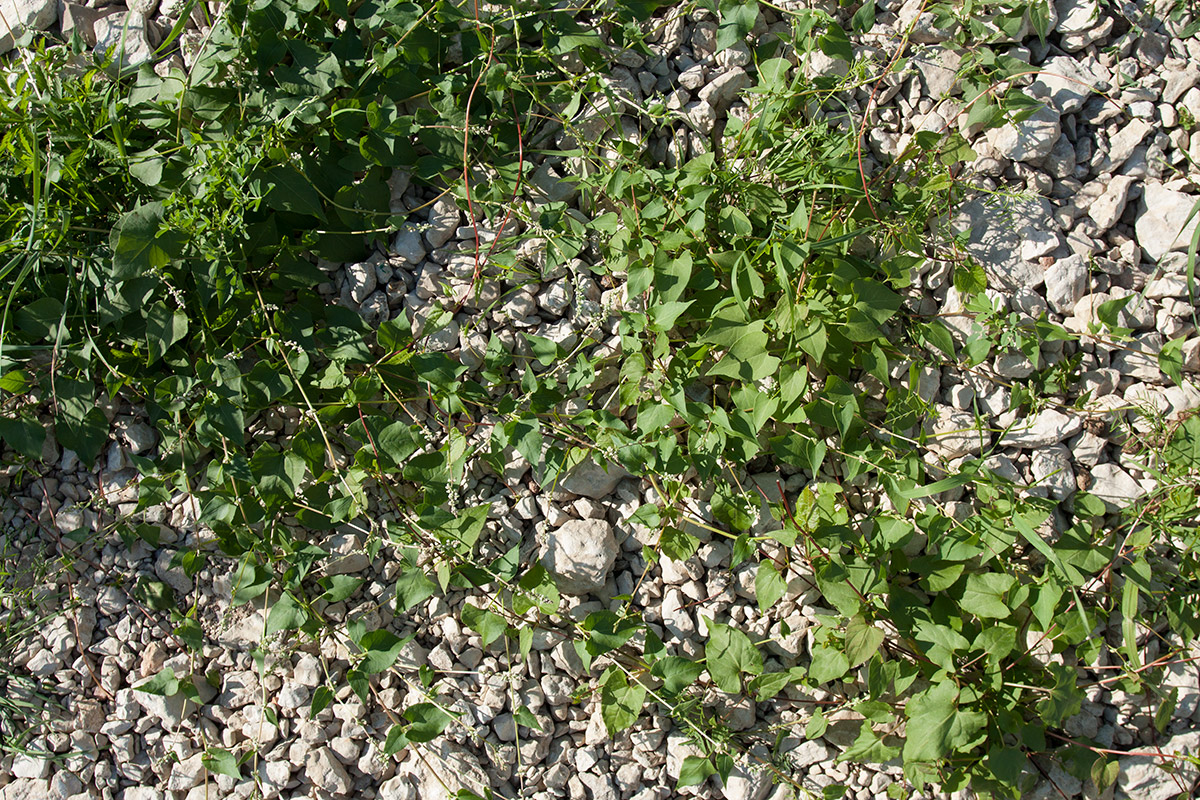 Image of Fallopia convolvulus specimen.