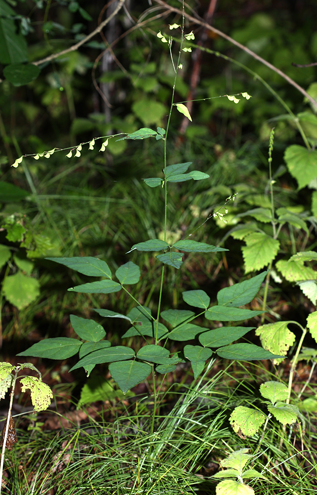 Изображение особи Podocarpium mandshuricum.