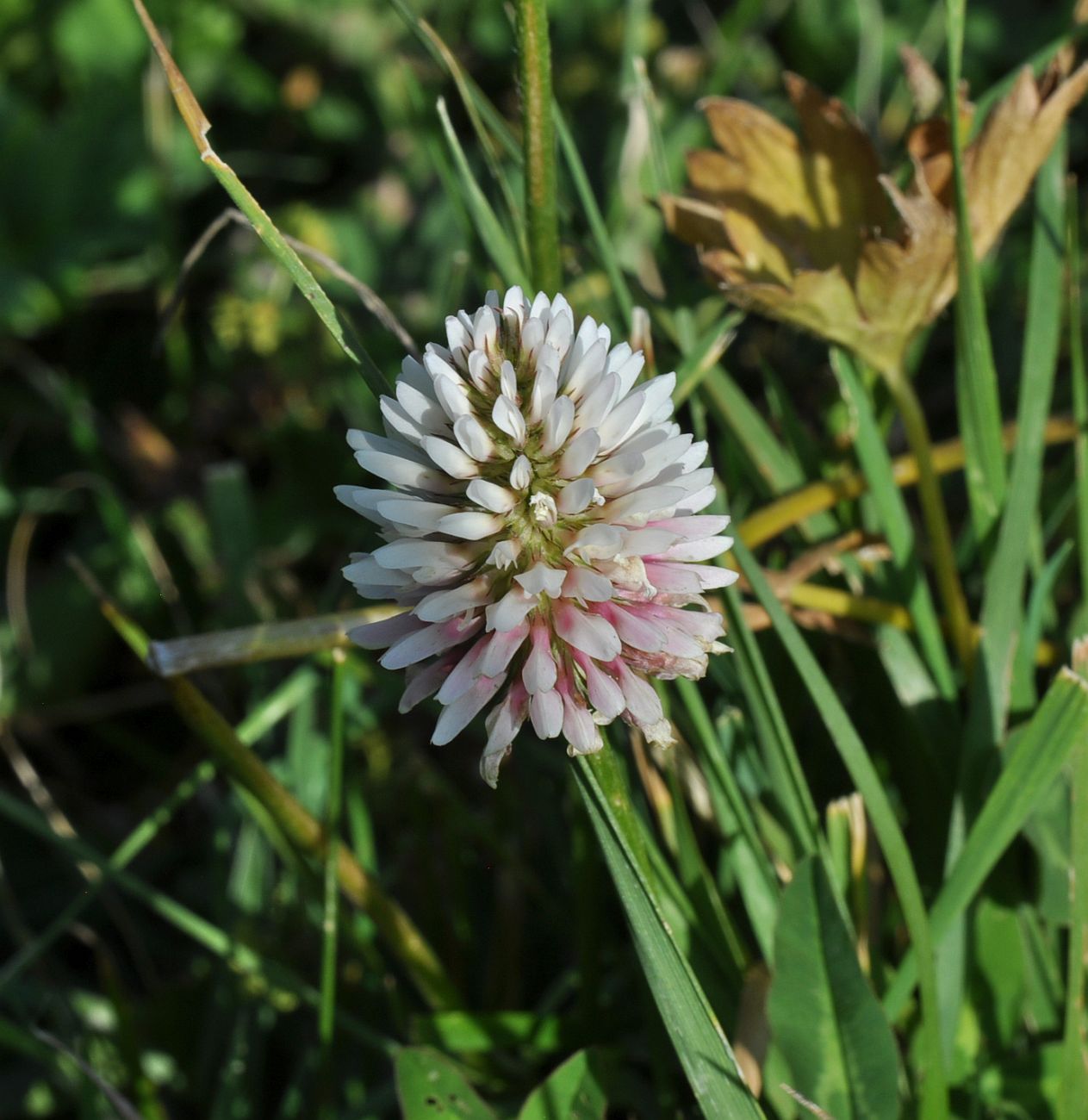 Image of Trifolium ambiguum specimen.