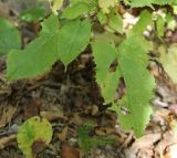 Salvia glutinosa