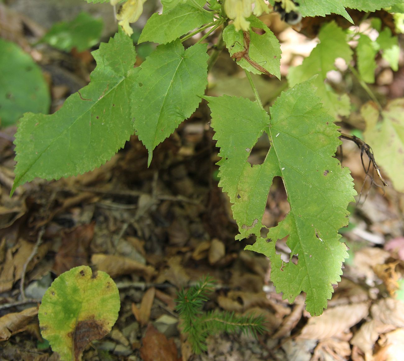 Изображение особи Salvia glutinosa.