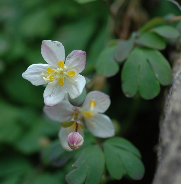 Изображение особи Paropyrum anemonoides.