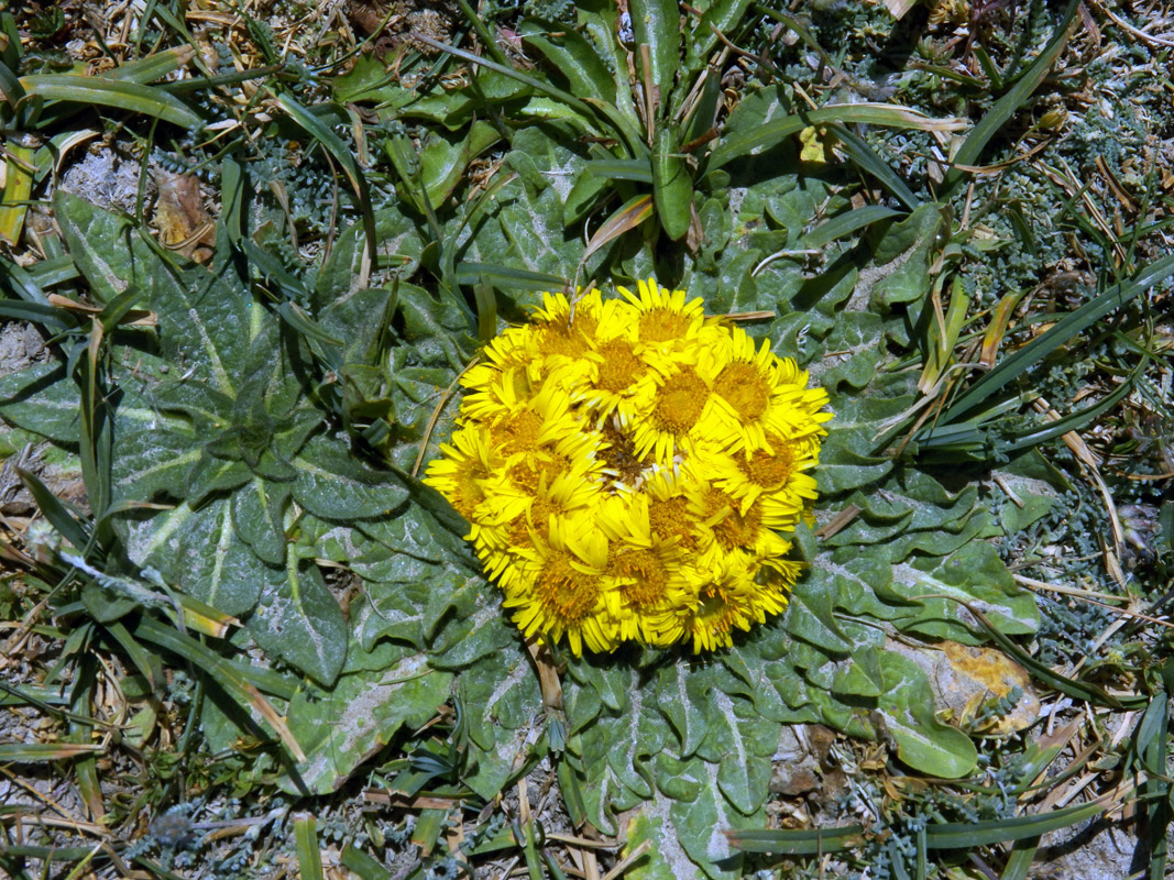 Изображение особи Inula rhizocephala.