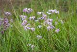 Dianthus superbus. Верхушка цветущего растения. Кольский п-ов, Терский берег Белого моря, олуговелая воронично-кустарничковая тундра. 23.07.2018.