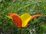 Tulipa zenaidae. Цветок. Казахстан, Тянь-Шань, хр. Киргизский, ущ. Мерке, склон зап. экспозиции, разнотравный луг среди кустарников. 17.04.2018.