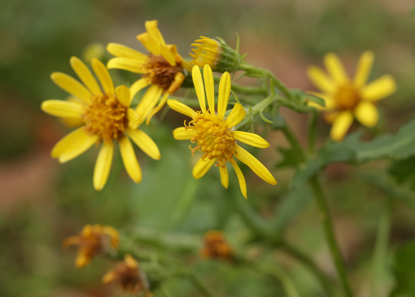 Image of genus Senecio specimen.