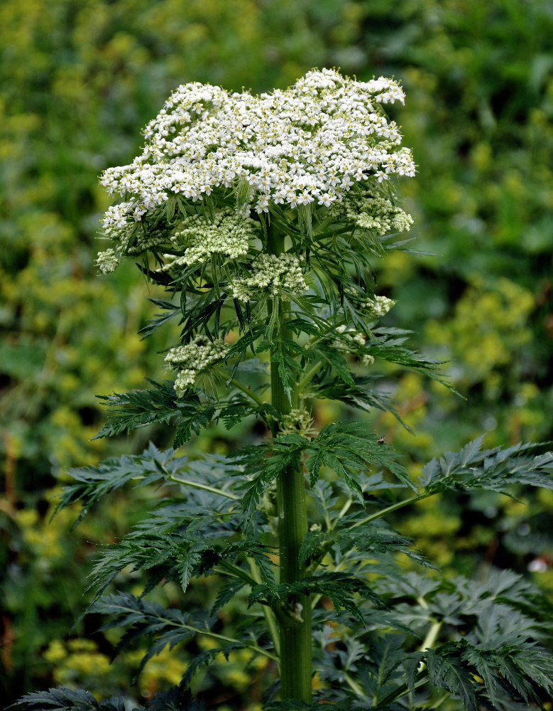 Изображение особи Pleurospermum uralense.