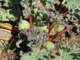 Rheum rhabarbarum