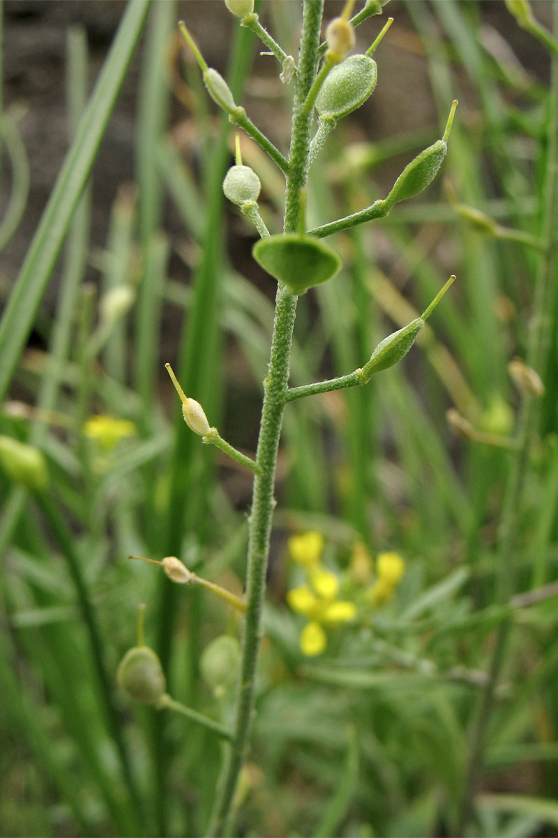 Image of Alyssum iljinskae specimen.