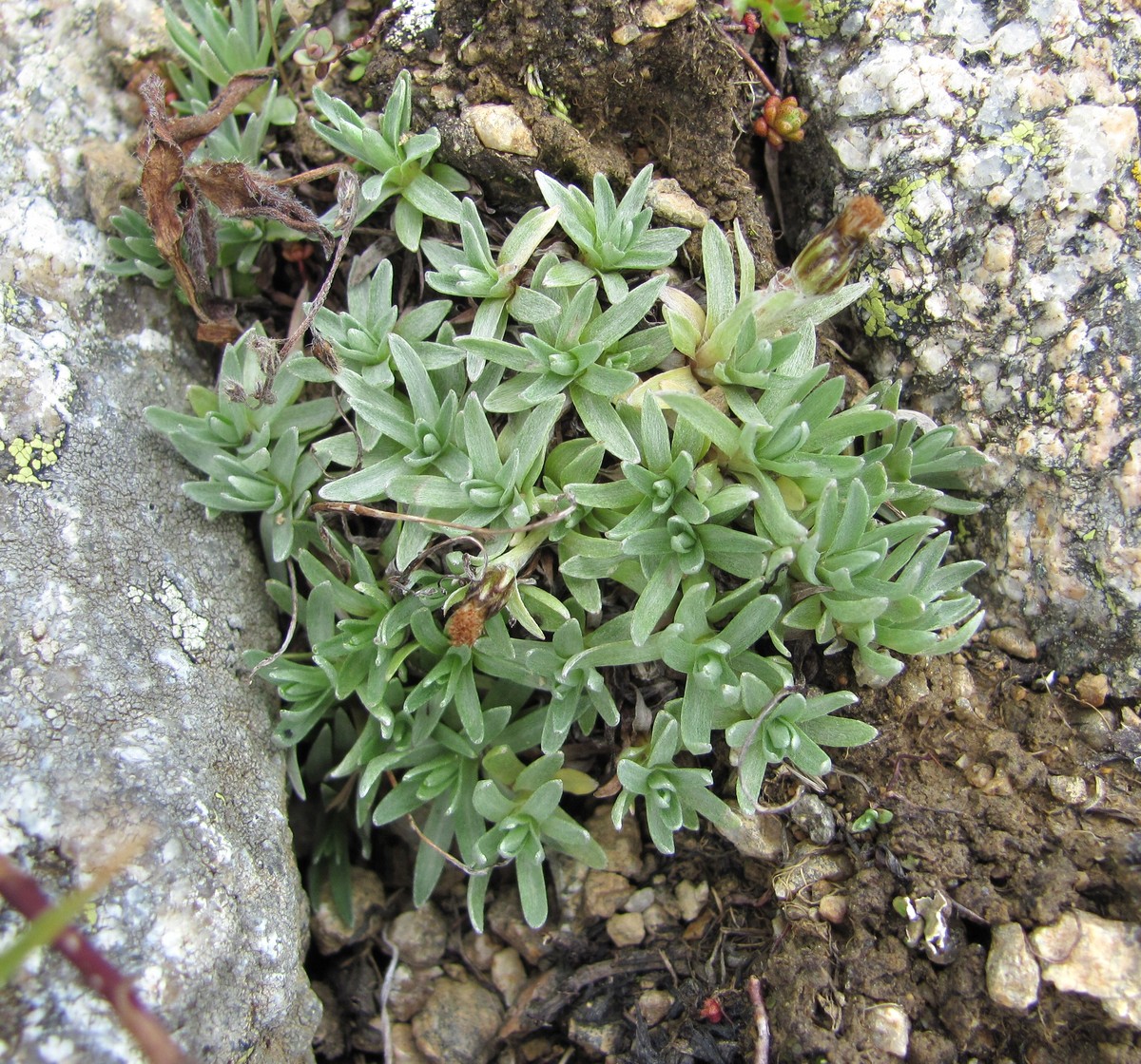 Image of Omalotheca supina specimen.