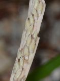 Stenotaphrum dimidiatum