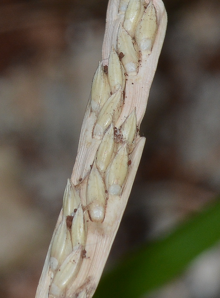 Изображение особи Stenotaphrum dimidiatum.