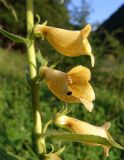 Digitalis grandiflora