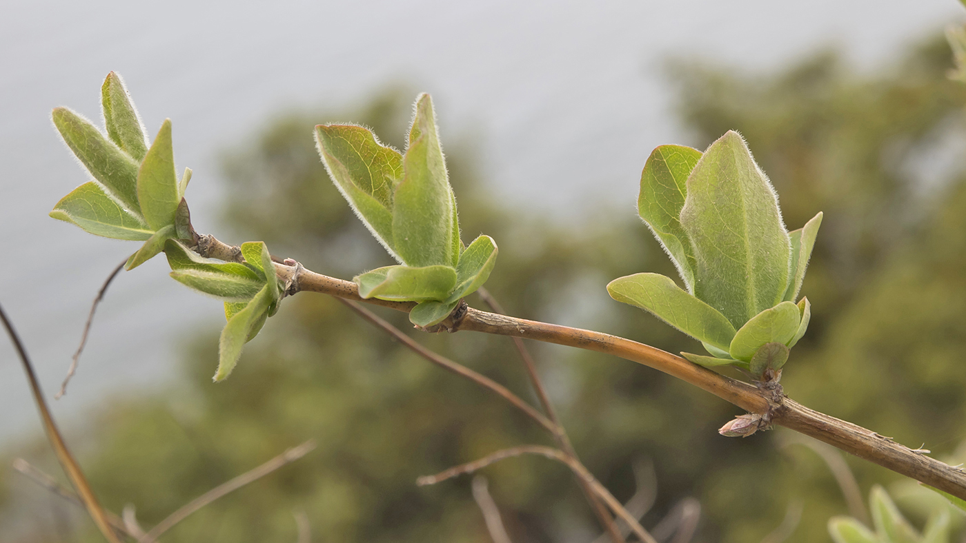 Image of Lonicera etrusca specimen.