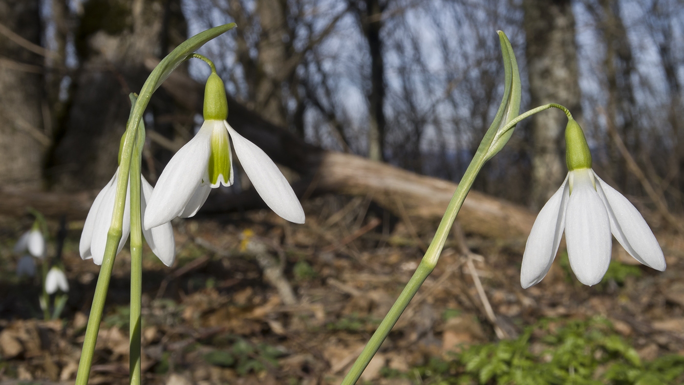 Image of Galanthus plicatus specimen.