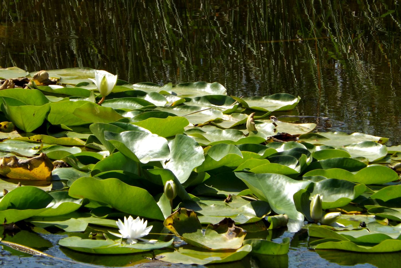 Image of Nymphaea alba specimen.