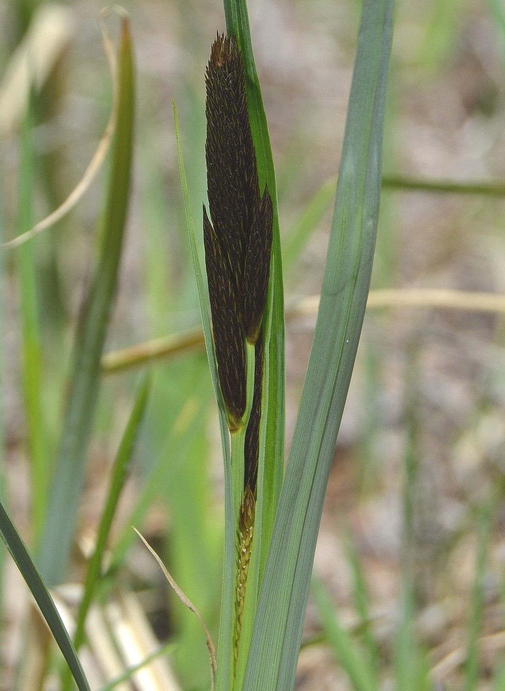 Изображение особи Carex riparia.