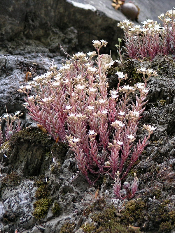 Image of Sedum pallidum specimen.