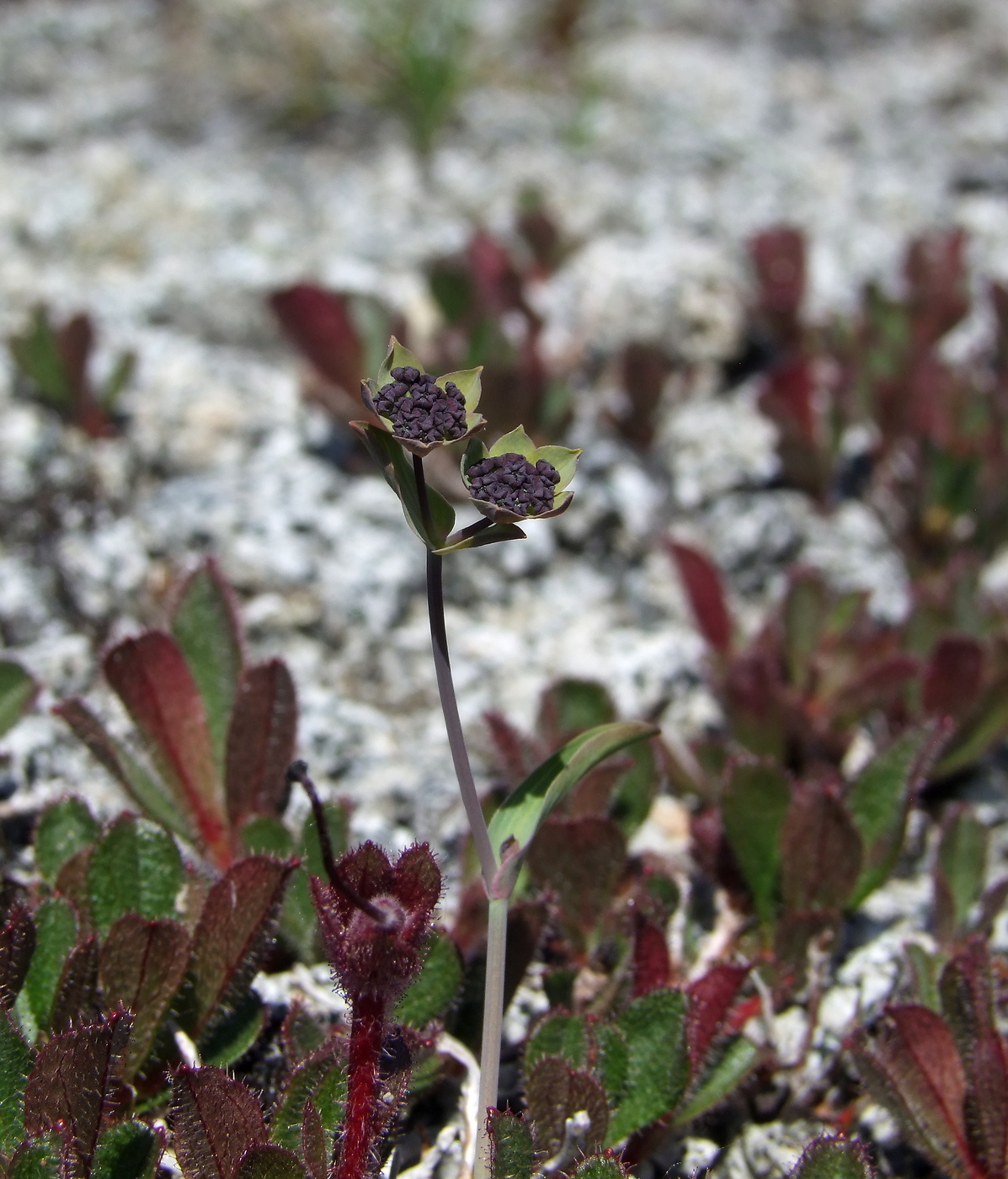 Изображение особи Bupleurum triradiatum.