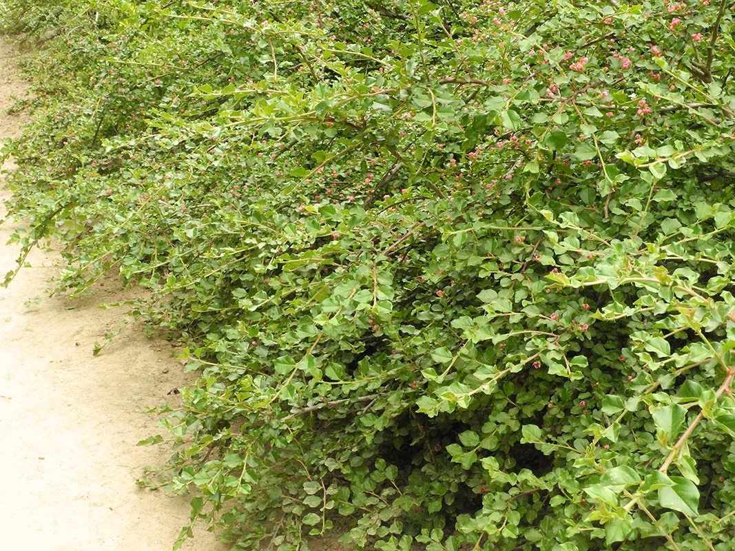 Image of Cotoneaster praecox specimen.