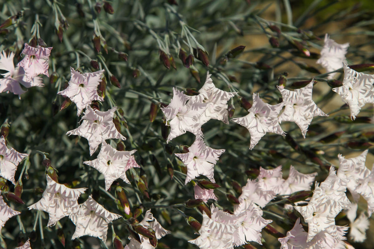 Изображение особи Dianthus plumarius.