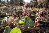 Petasites hybridus