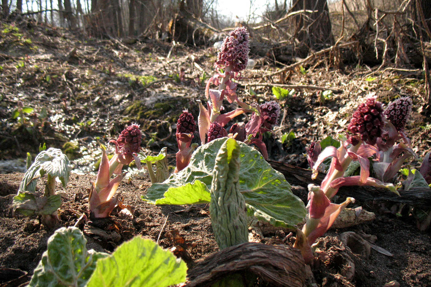 Image of Petasites hybridus specimen.